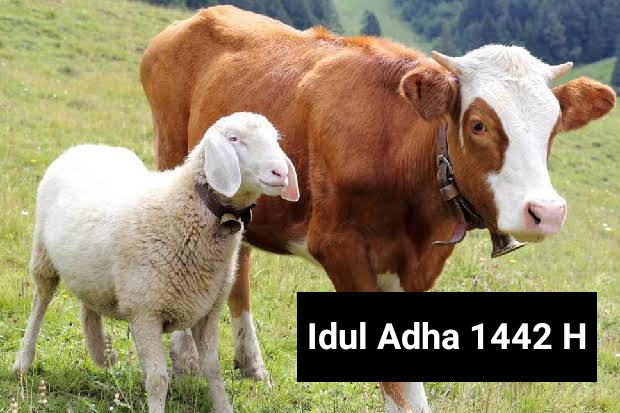 idul-adha-membangun-optimisme-di-tengah-dahsyatnya-pandemi